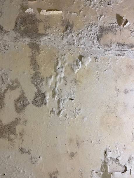 Best Mold Damage Repair  in Espy, PA