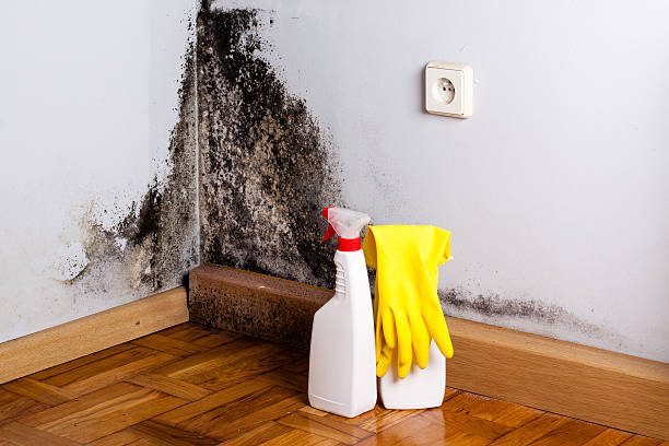 Best Emergency Mold Removal  in Espy, PA
