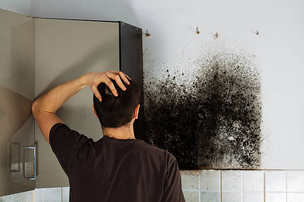 Best Office Mold Removal Services  in Espy, PA