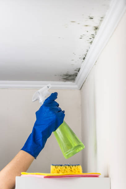 Best Residential Mold Removal  in Espy, PA